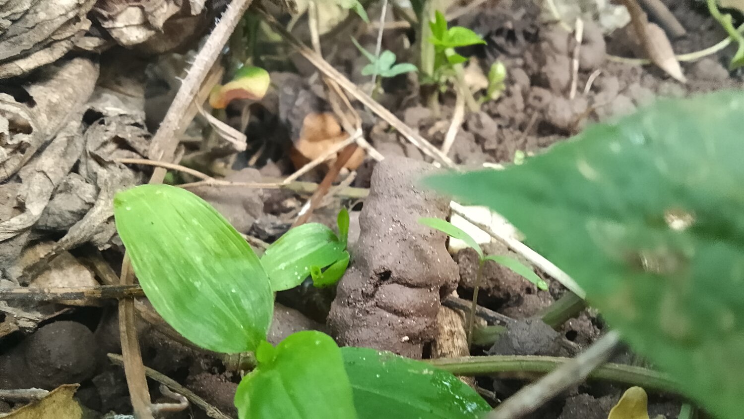 Where Nature Reclaims The Forgotten