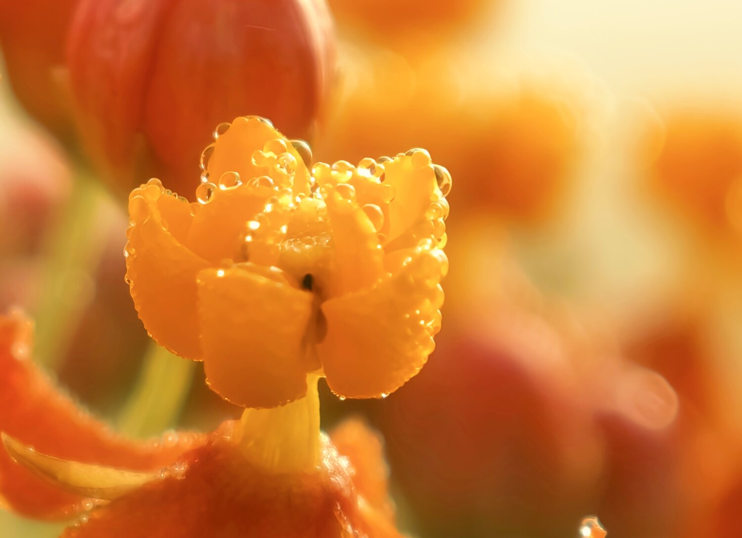 Wild Flower