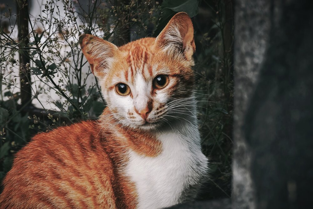 The Street Meowdel