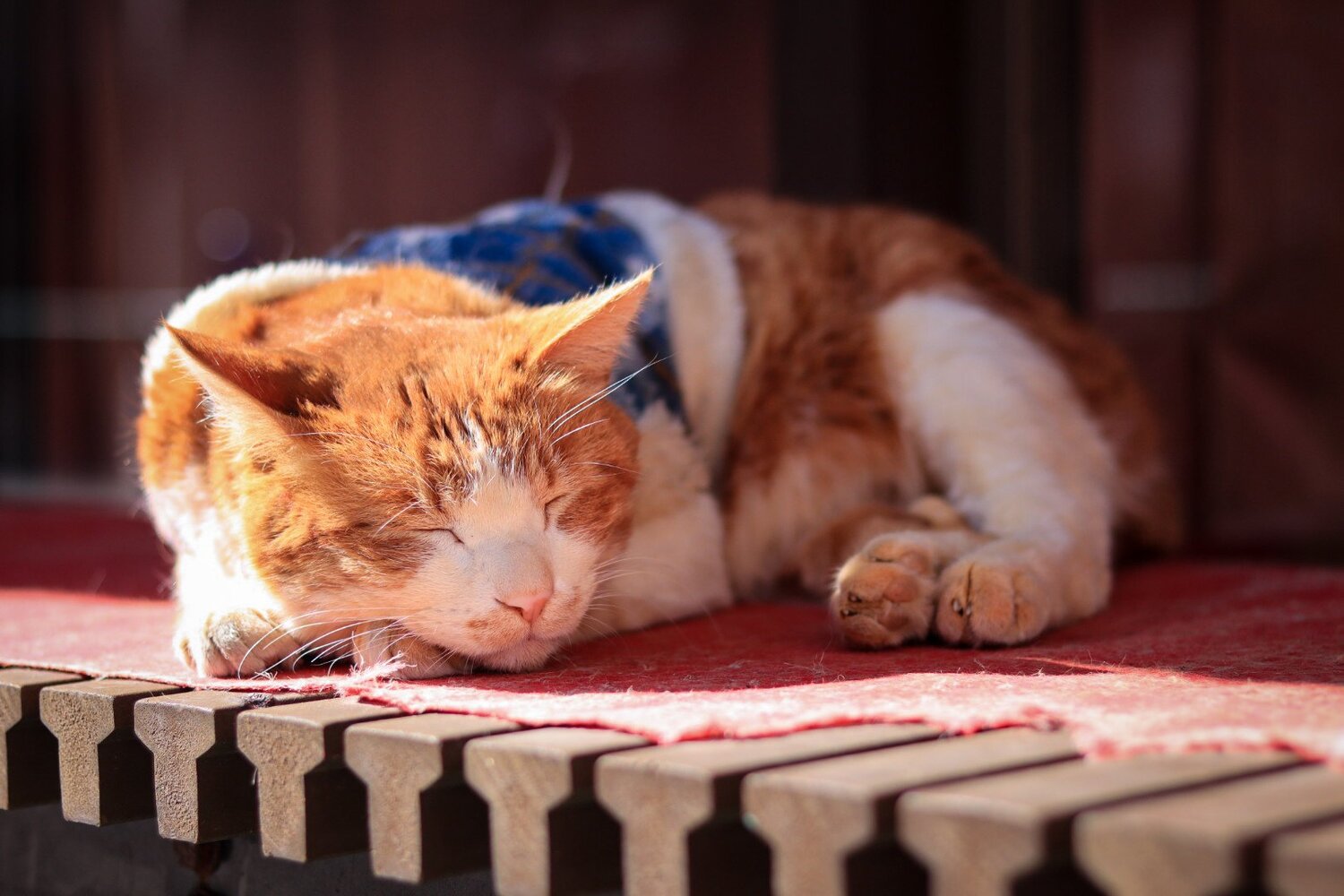 Photo #14030958