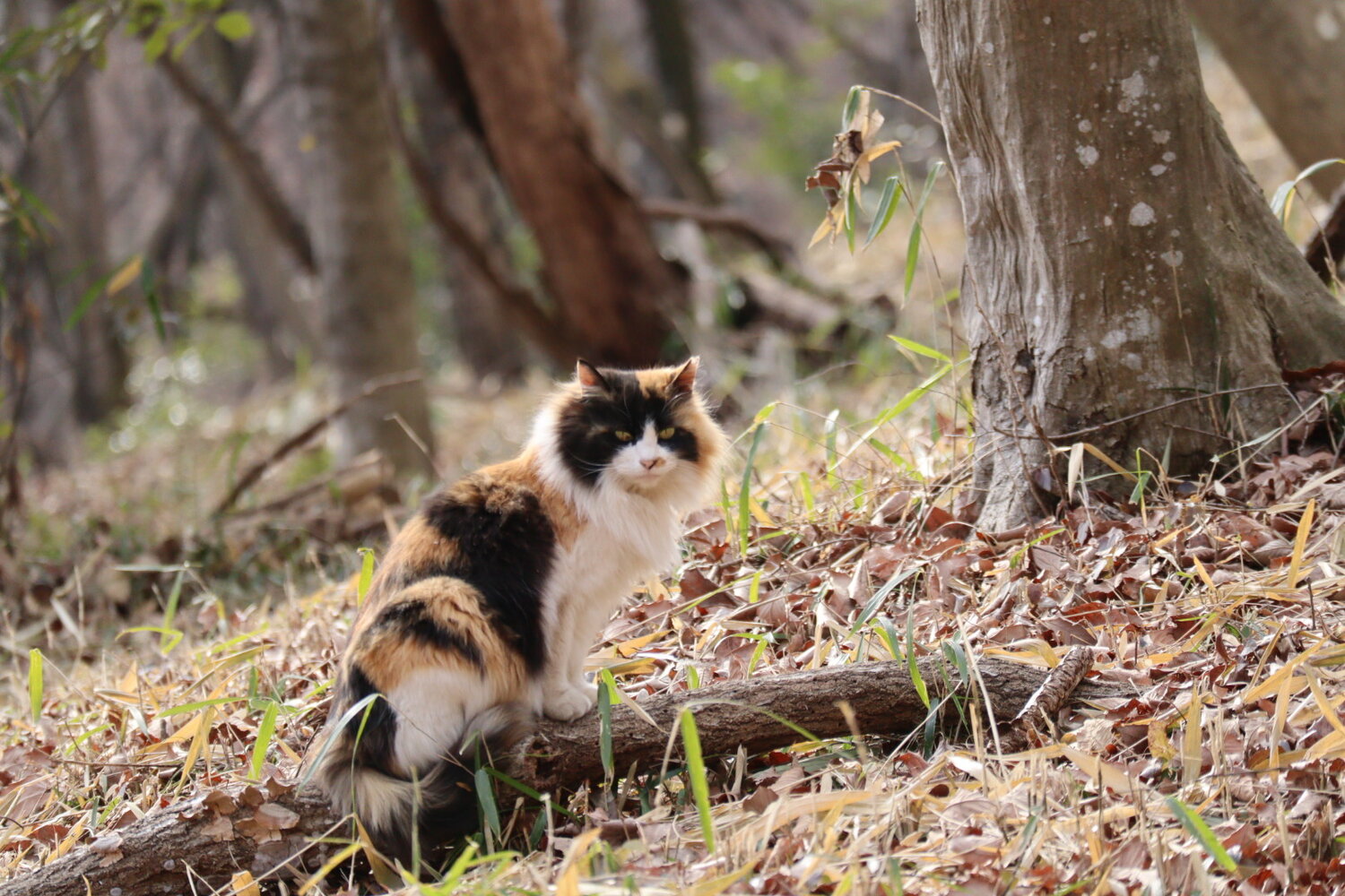 Photo #14030960