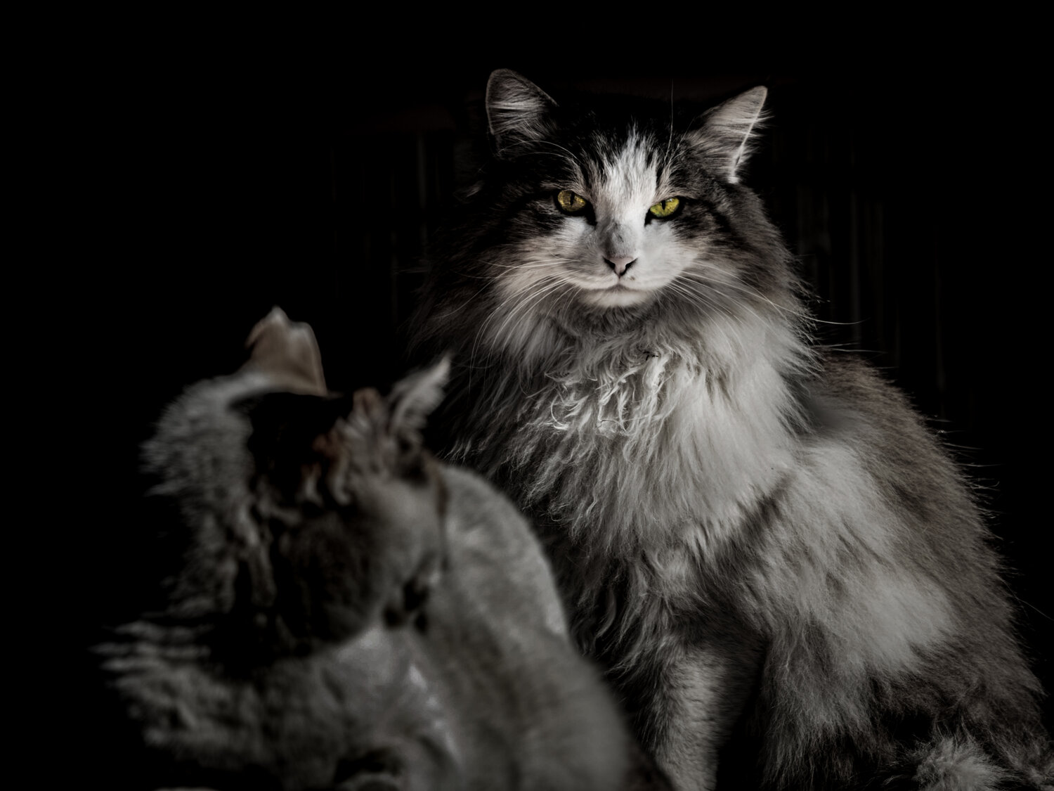 Photo #14030961