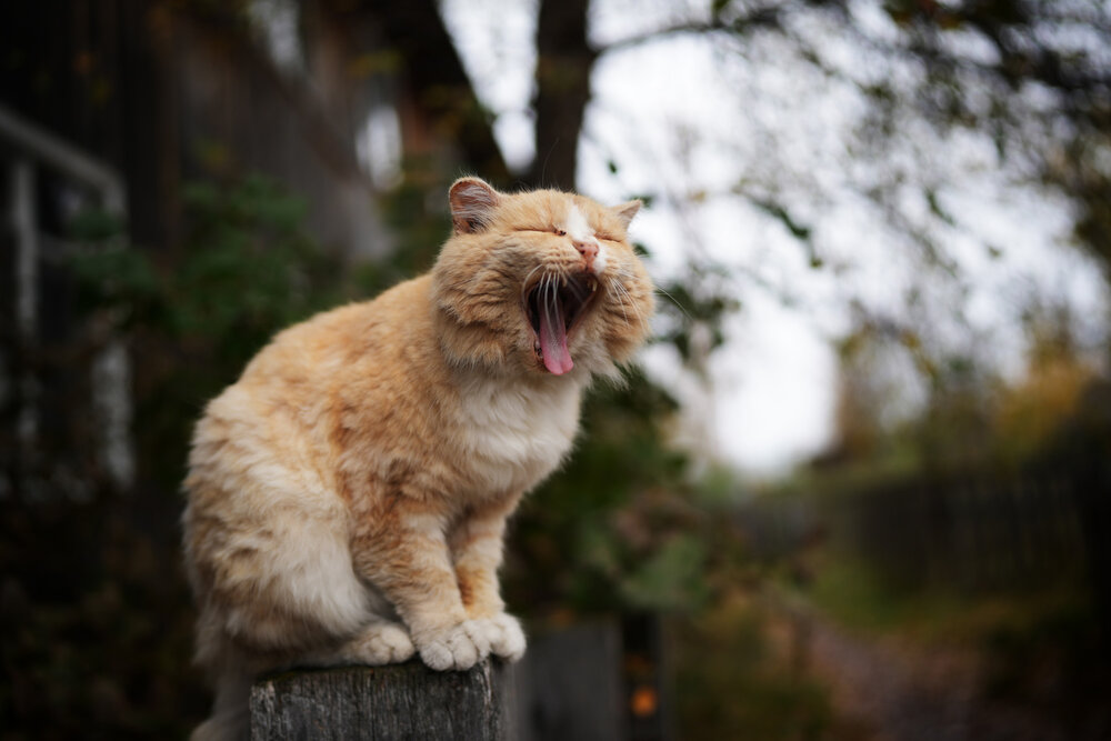 Photograph by Сергей Вячеславович