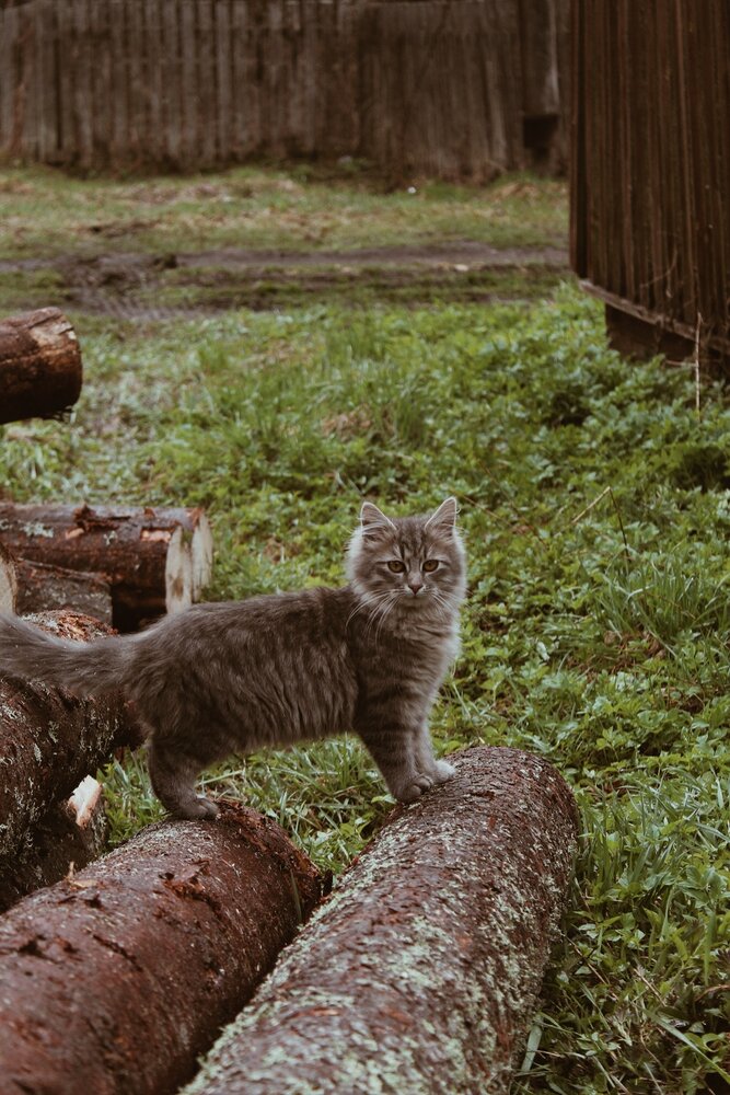 Photograph by Елизавета Силова