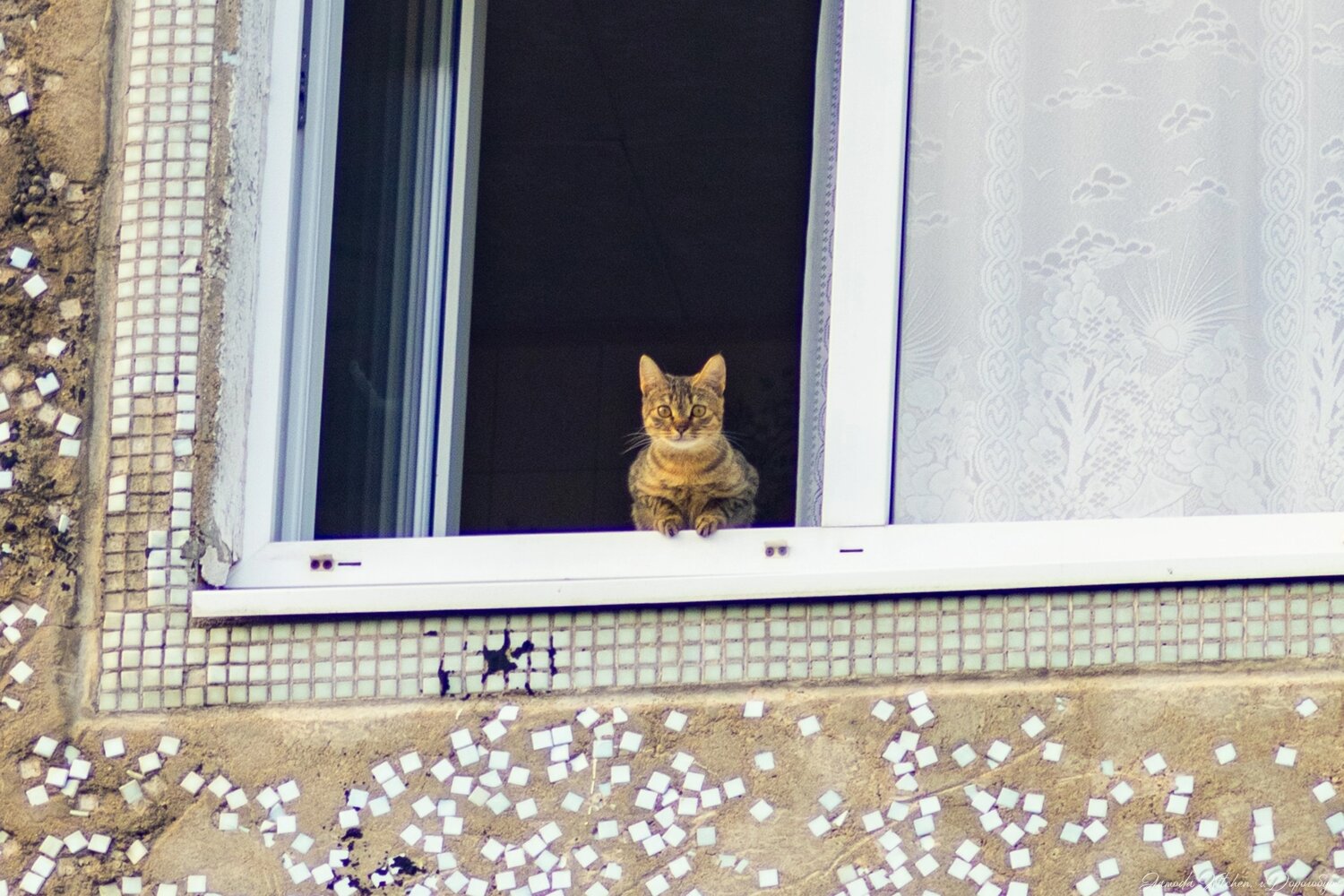 Photo #14031319