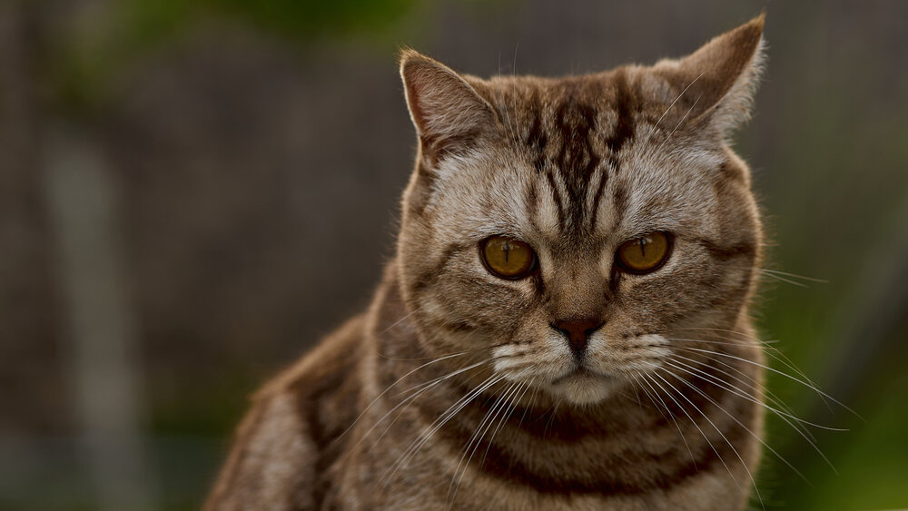 Photograph by Роман Соложенкин