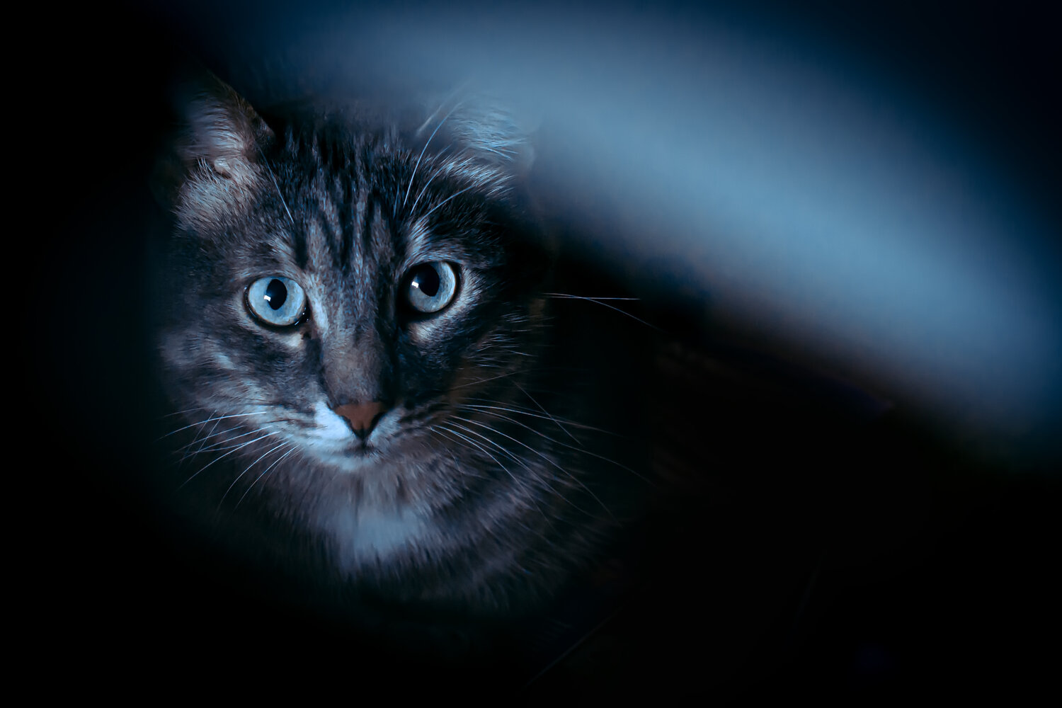 Photo #14031466