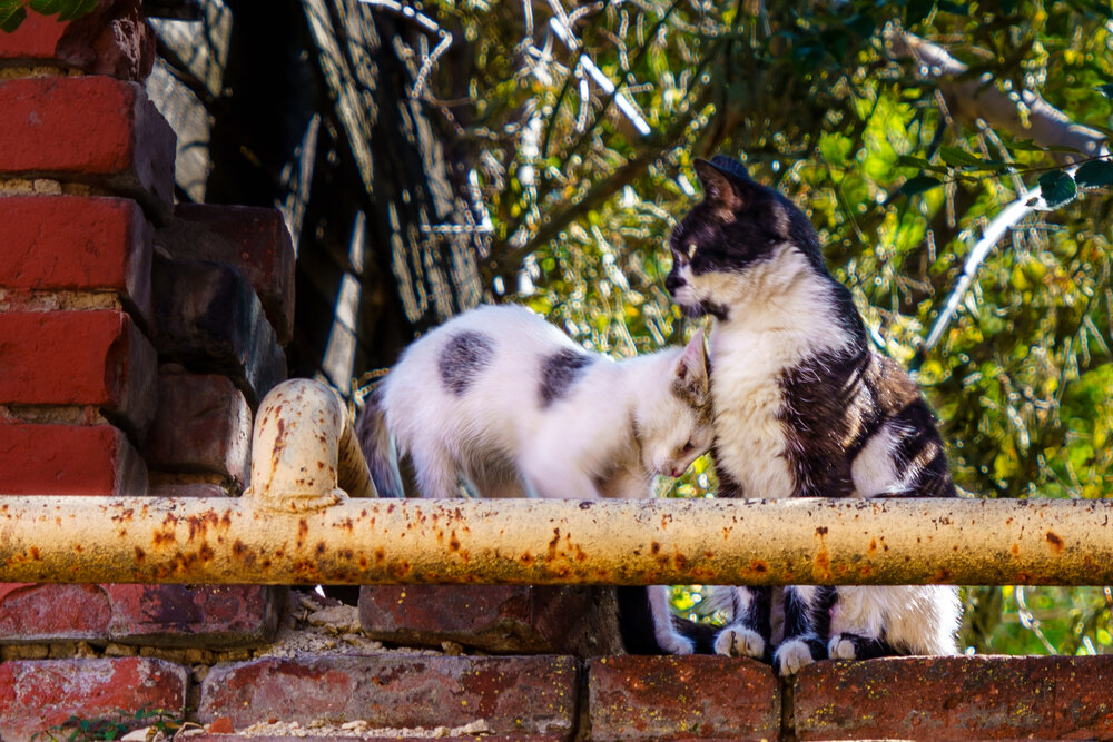 Photograph by Владимир Рогулькин