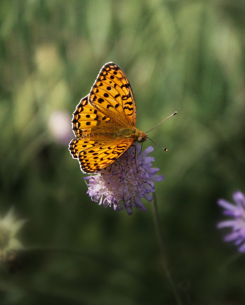 Photograph by Елена Кондратьева