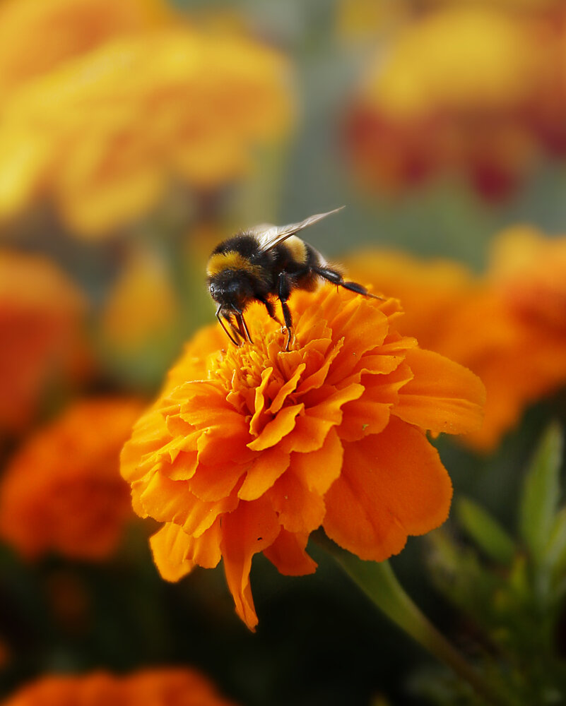 Photograph by Елена Кондратьева