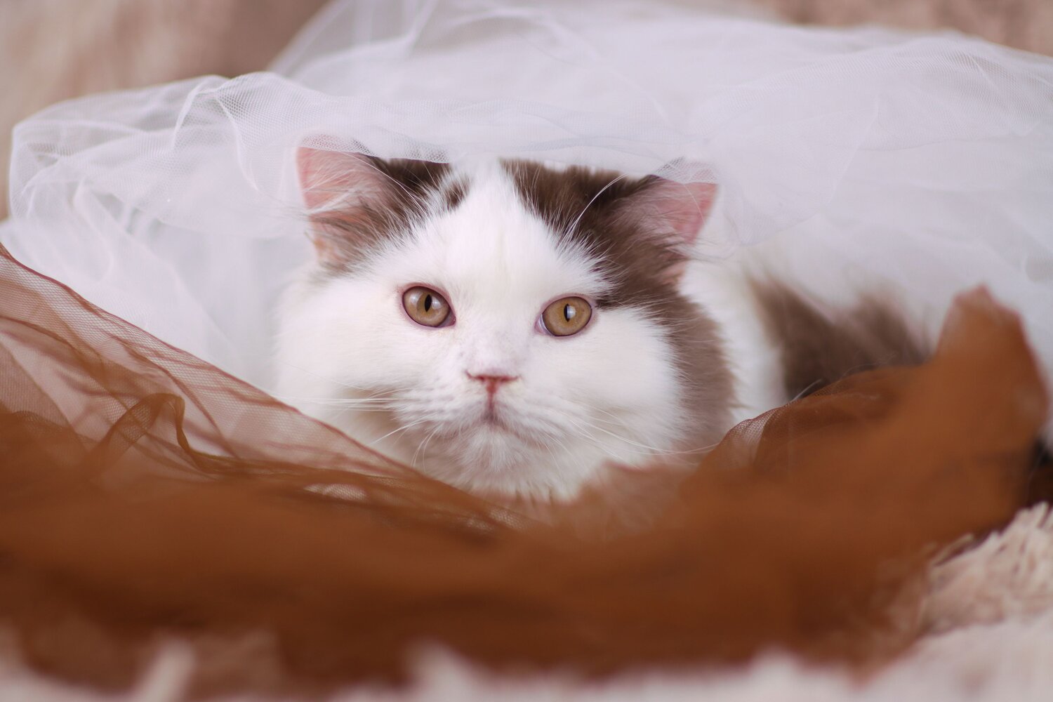 Photo #14031502