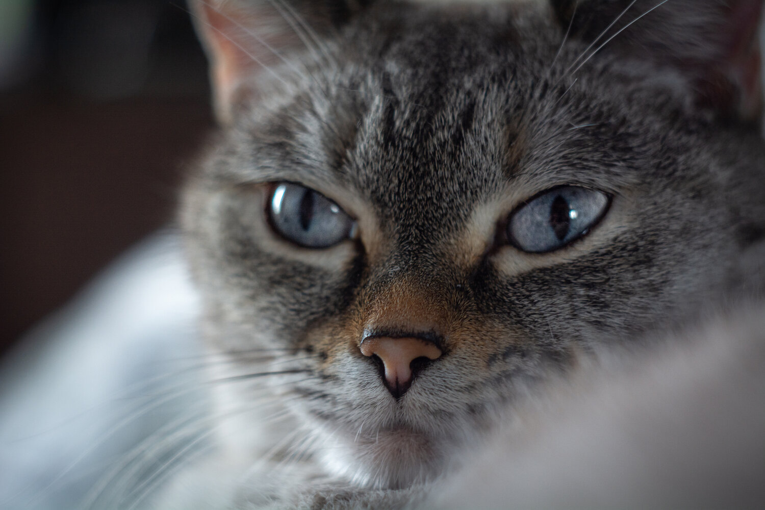 Photo #14031523
