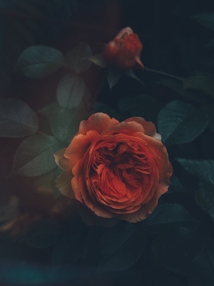 Photograph by Светлана Долганова