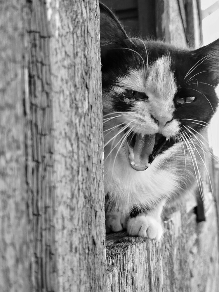 Photograph by Ирина Алпацкая