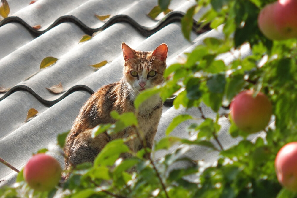 Photograph by Ирина Алпацкая