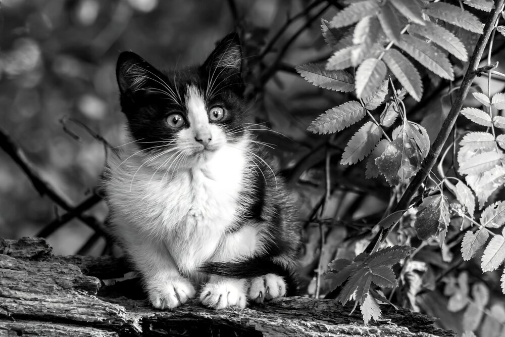 Photograph by Игорь Соя