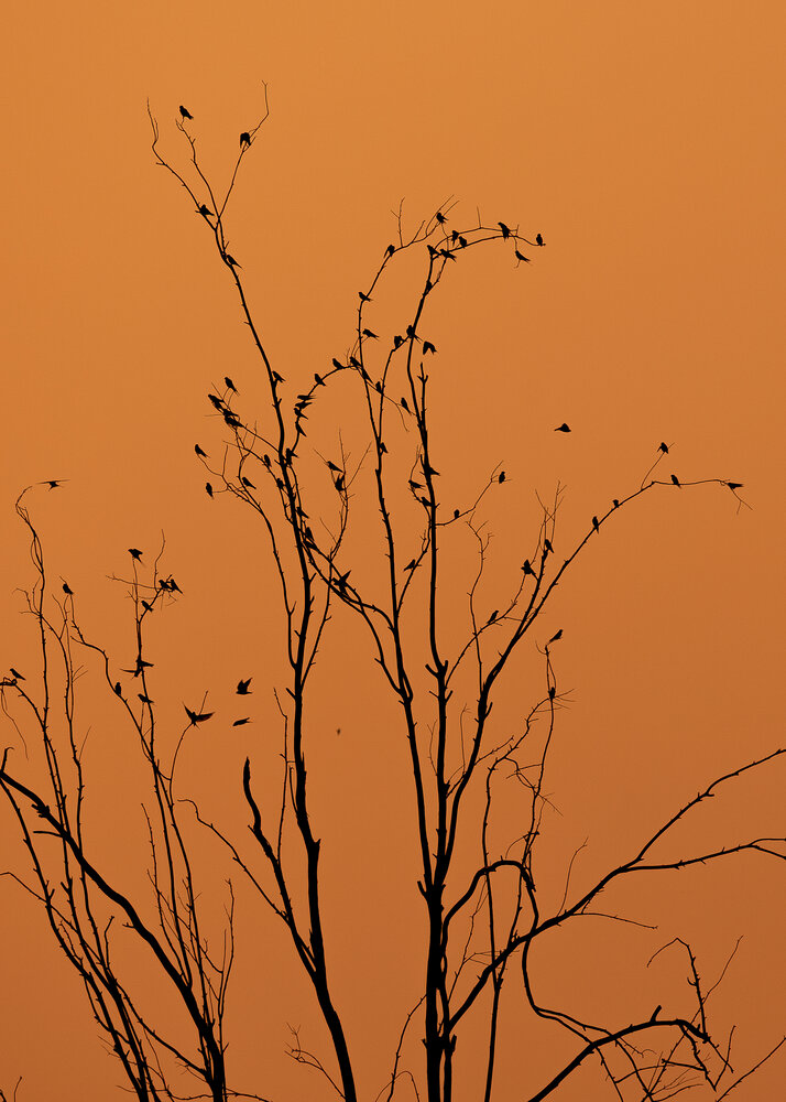 Photograph by JAGADESH RAJENDRAPRASAD