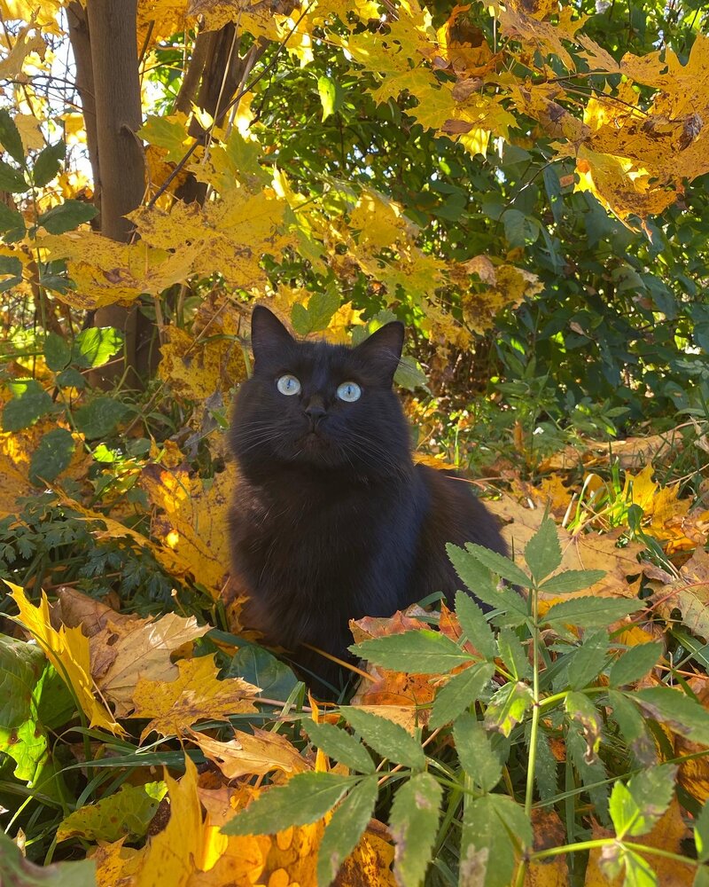 Фотография автора Мария Шарова