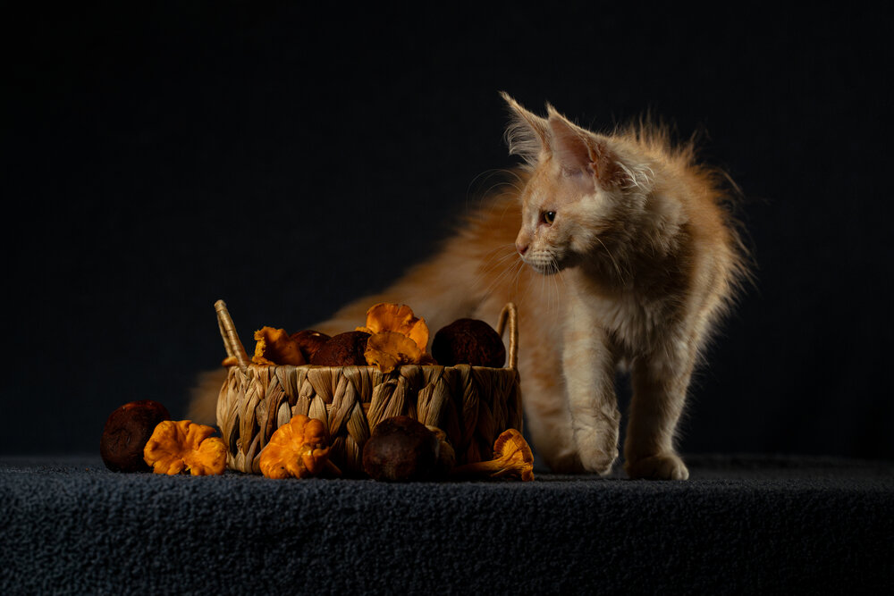 Photograph by Dina Damotseva