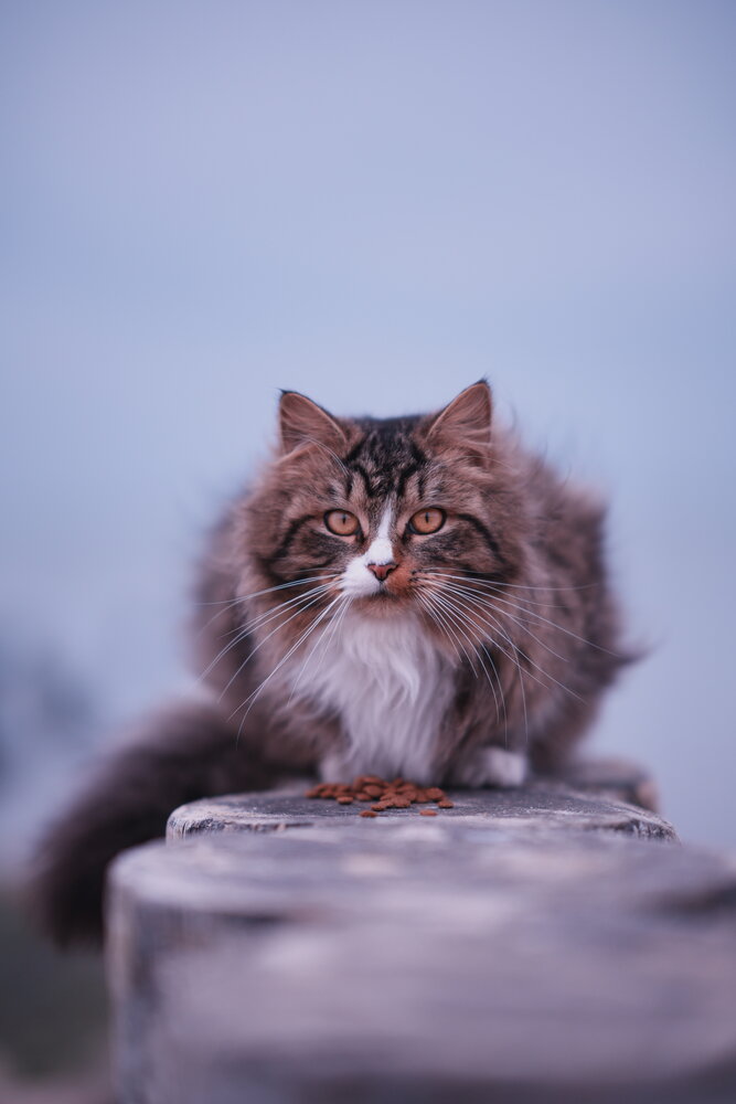 Photograph by Анастасия Пьянкова