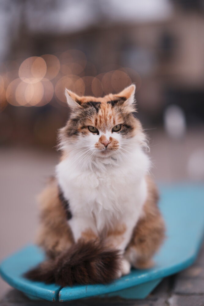 Photograph by Анастасия Пьянкова
