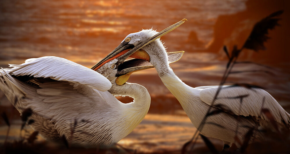 Photograph by Игорь Ломов