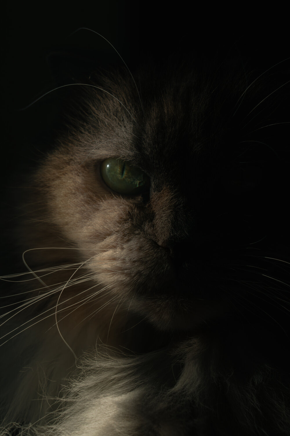 Photo #14032234