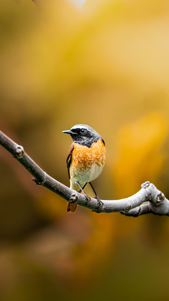 Autumn Perch