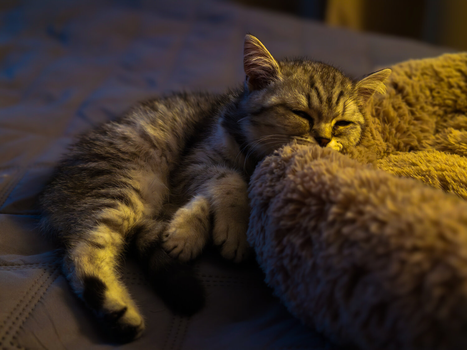 Photo #14032388