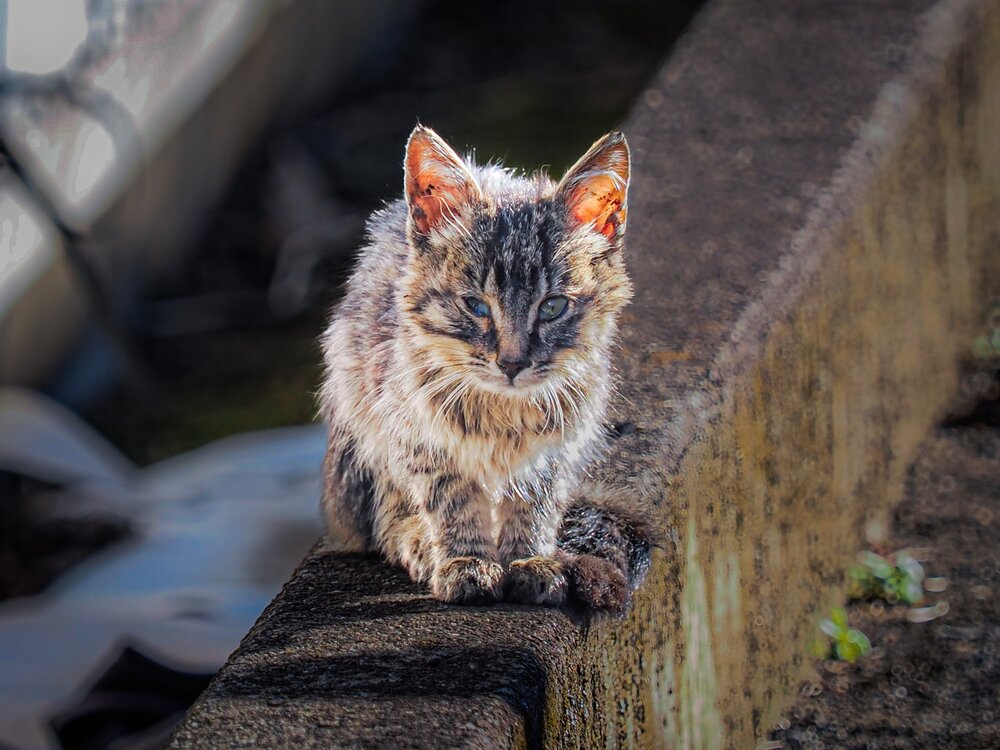 Photograph by Dyeyou