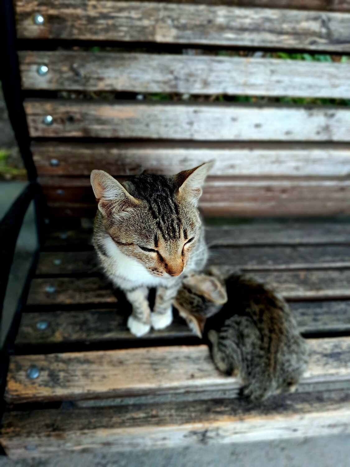 Photo #14032417