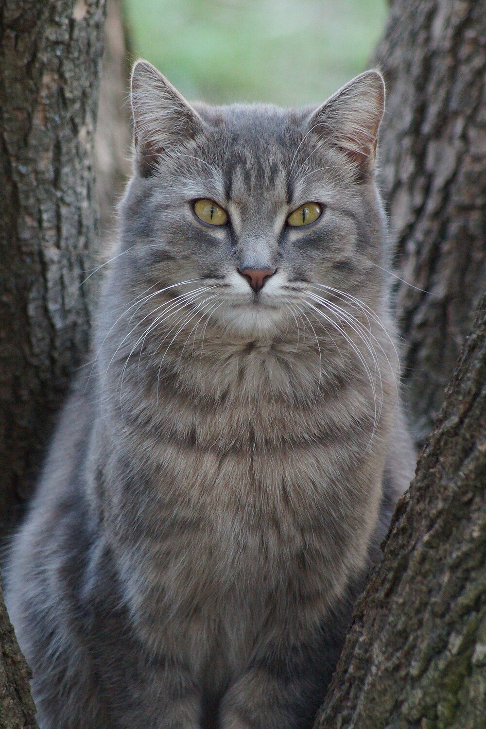 Photo #14032420