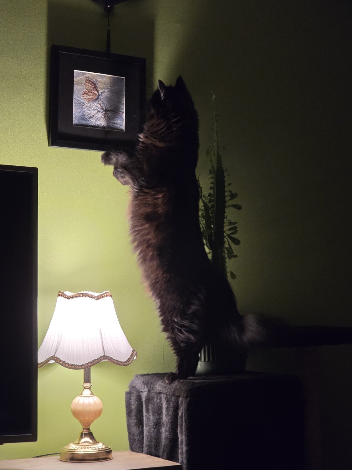 Photo #14032505