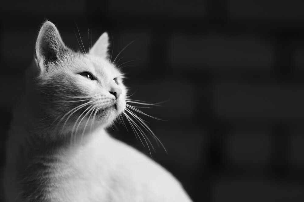 Photograph by Павел Косухин