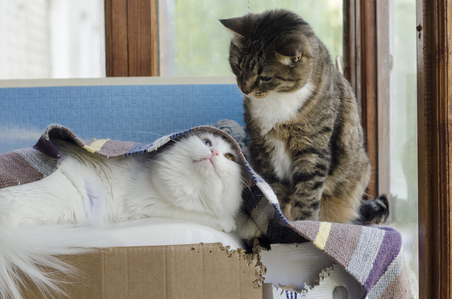 Photo #14032602