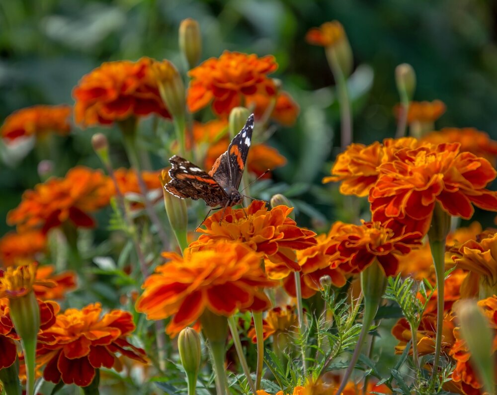 Photograph by Елена Царёва