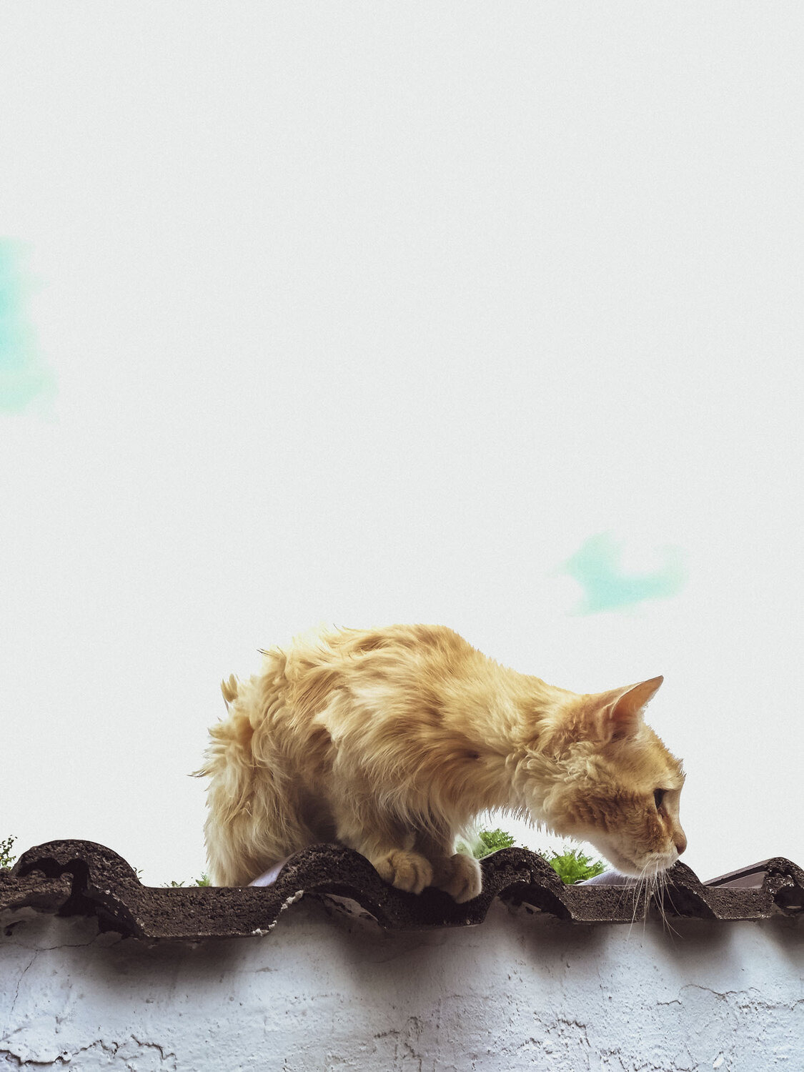 Photo #14032613