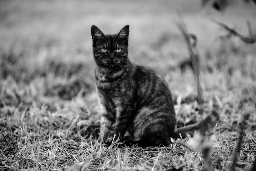 Photograph by Максим Ладутько