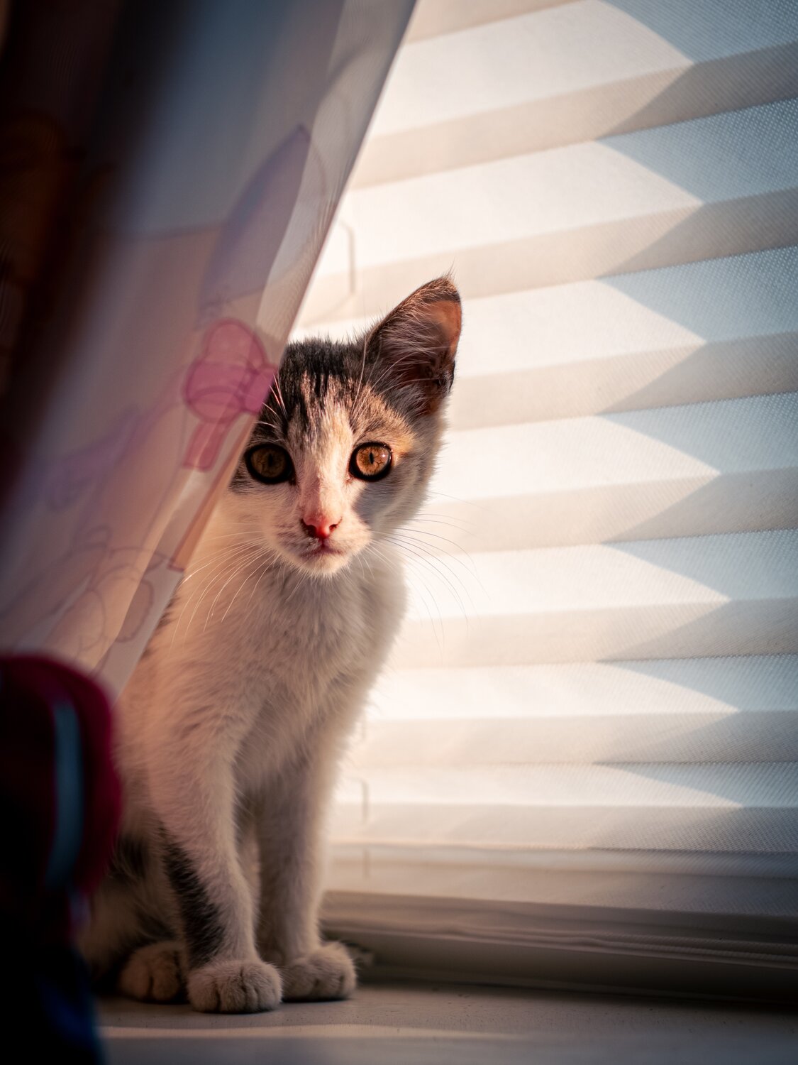 Photo #14032677