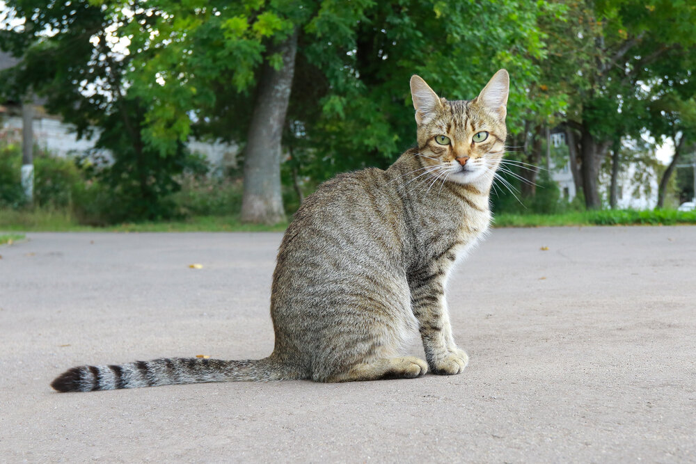 Photograph by Ирина Корабельникова