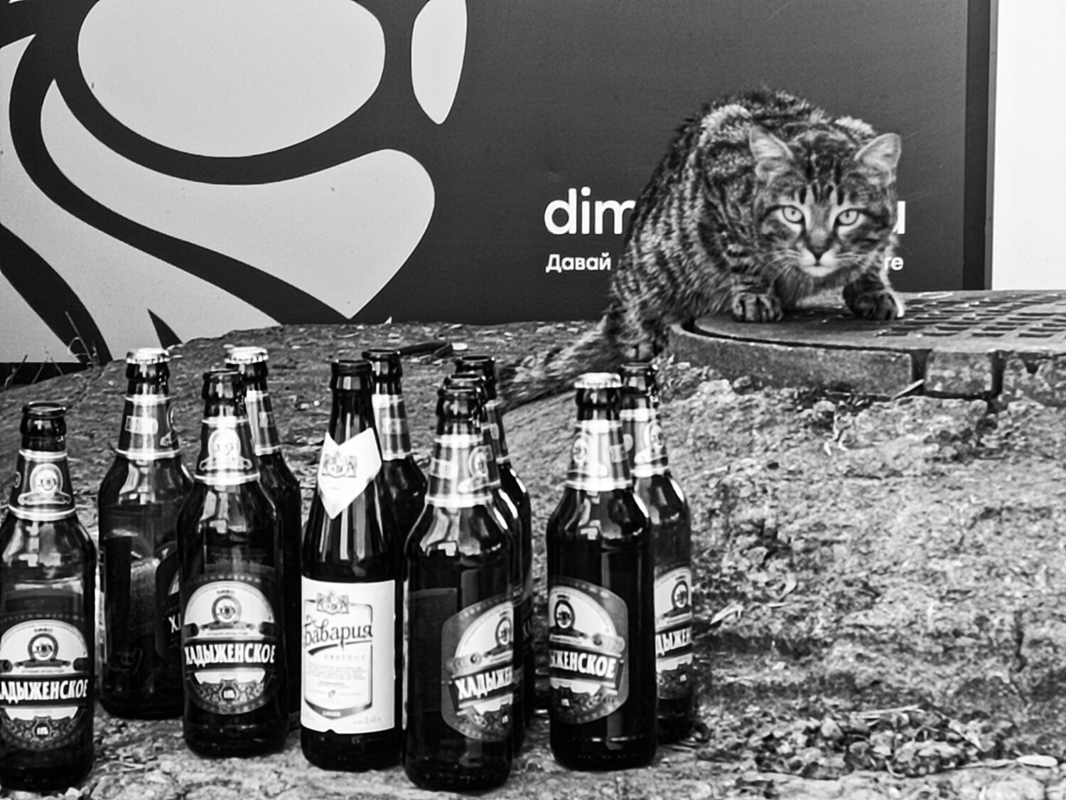 Photo #14032686