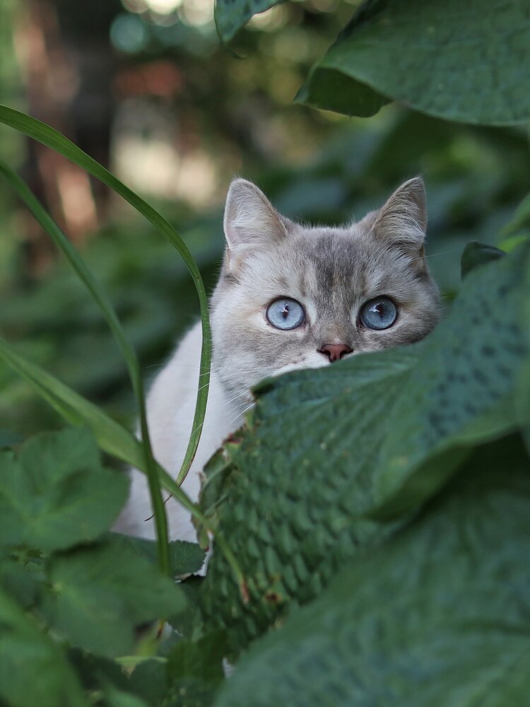 Photograph by Ирина Корабельникова