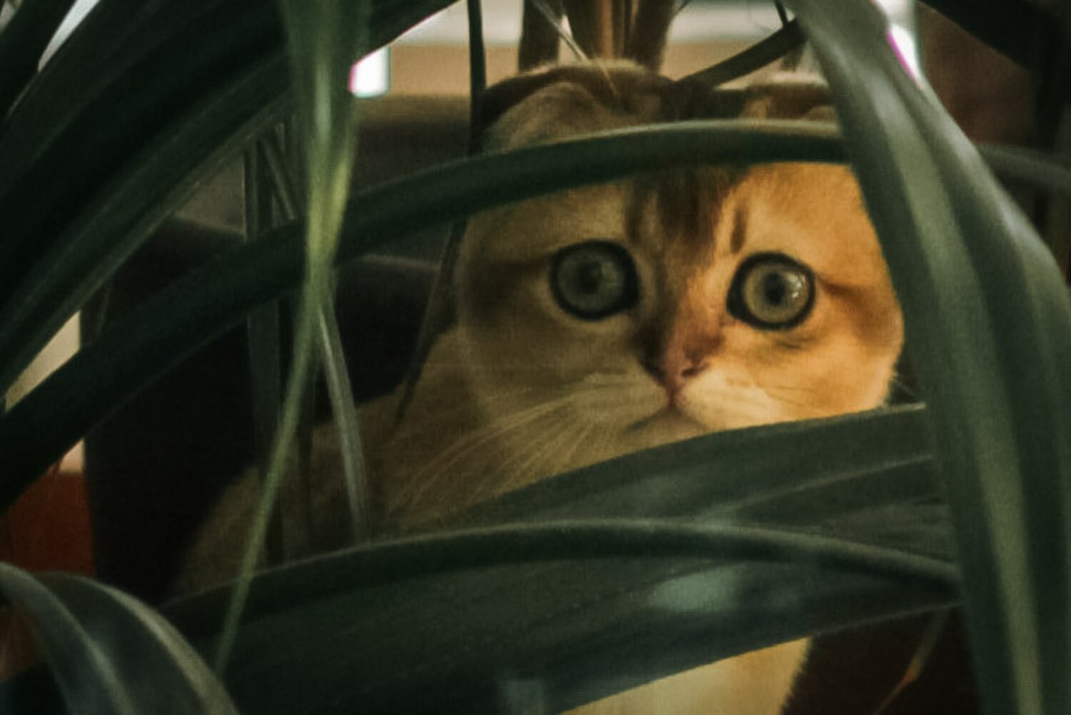 Photo #14032697