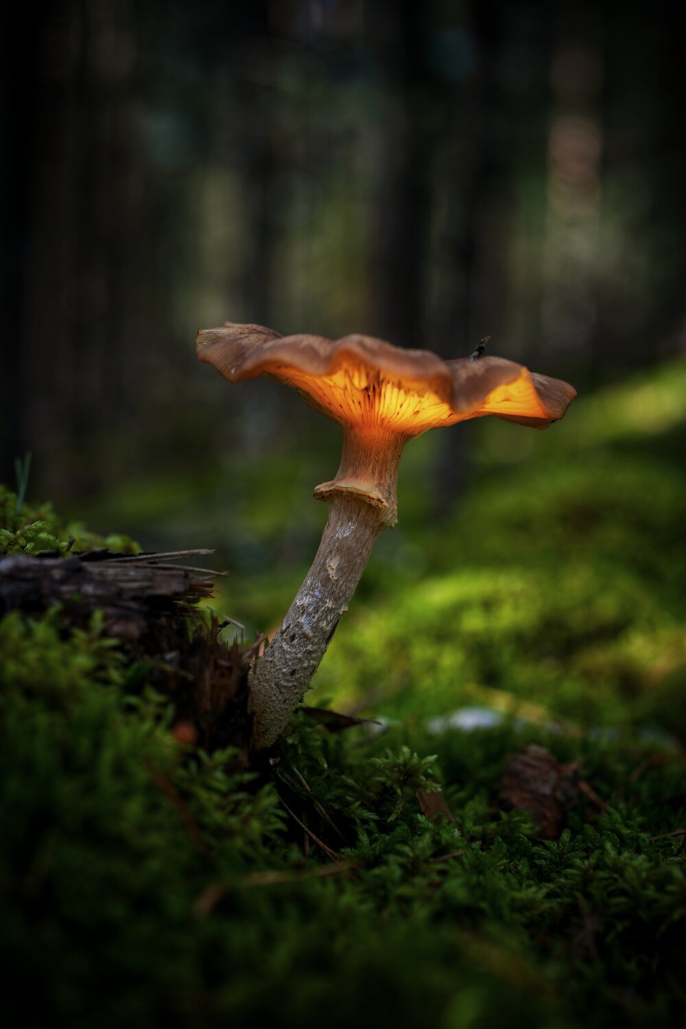 Photo #14032745
