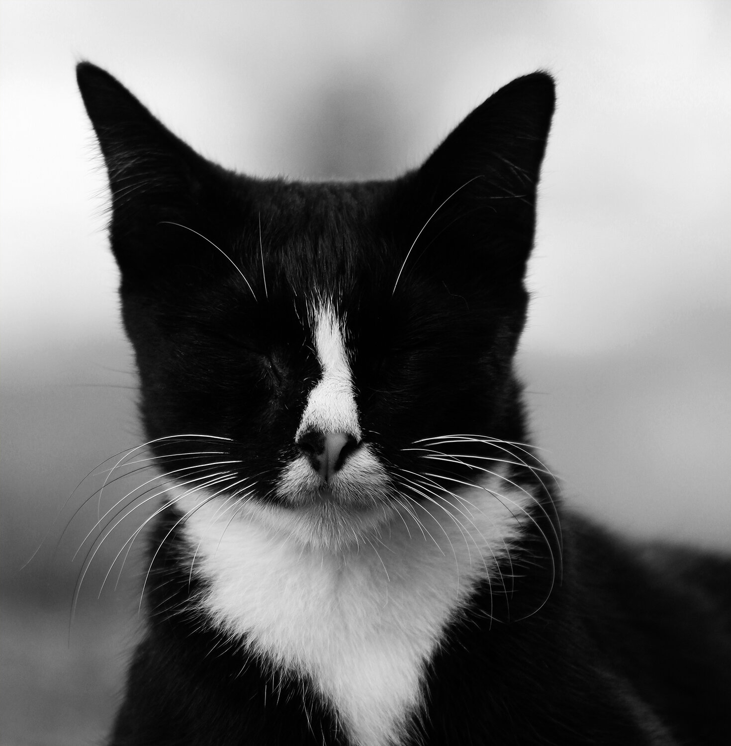 Photo #14032758