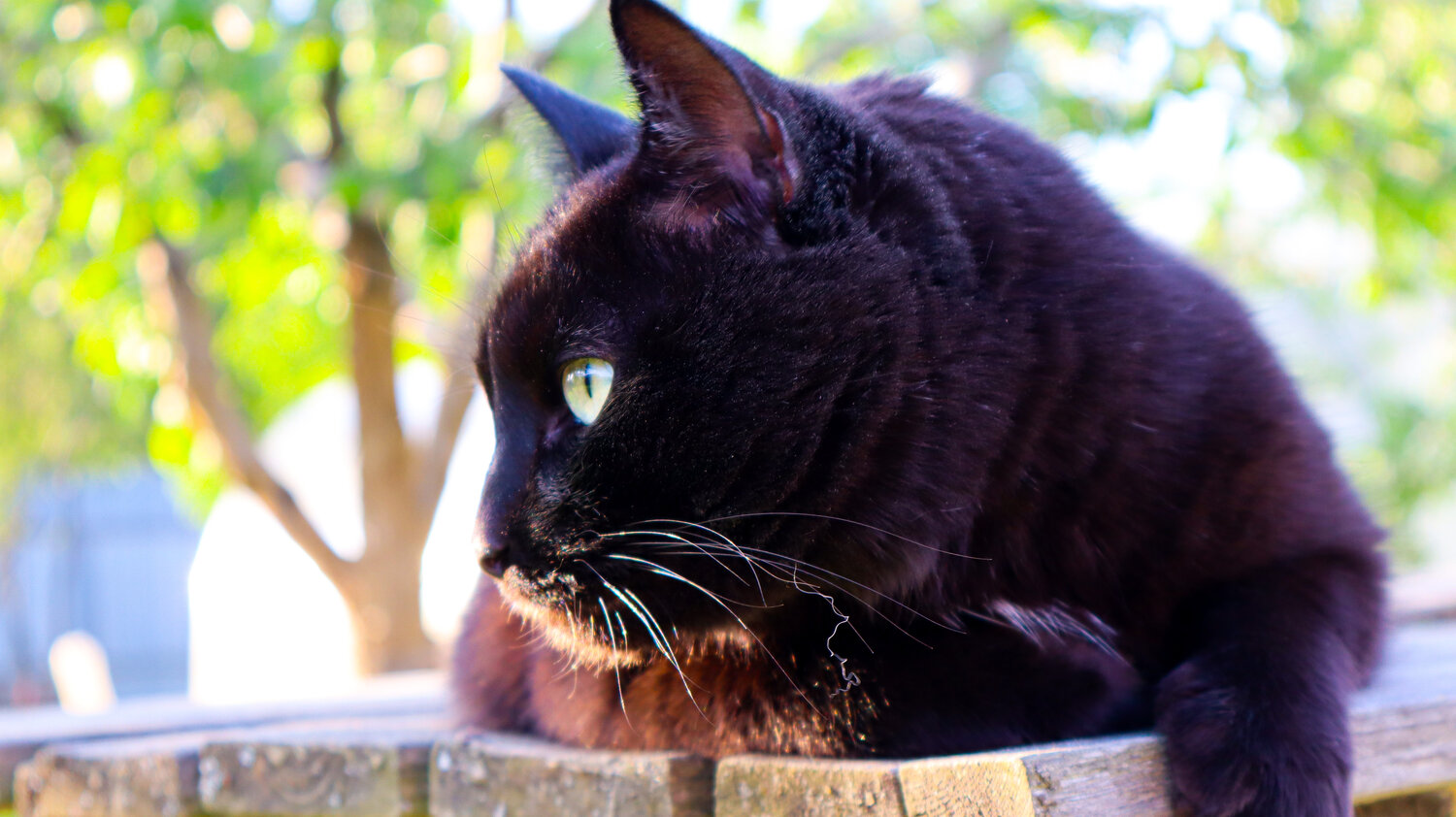 Photo #14032775