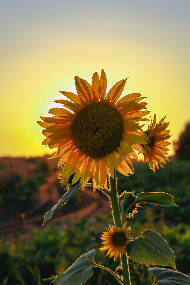Photograph by Ирина Корабельникова
