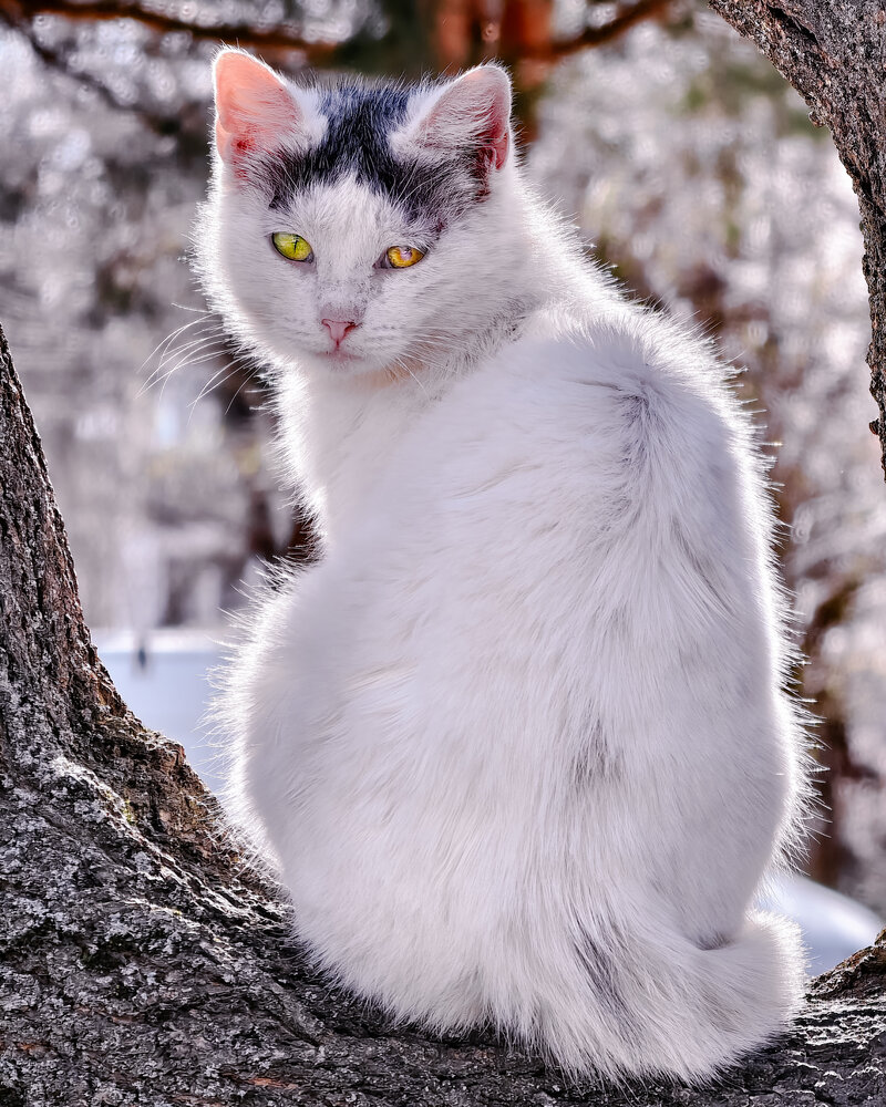 Photograph by Максим Симанчук