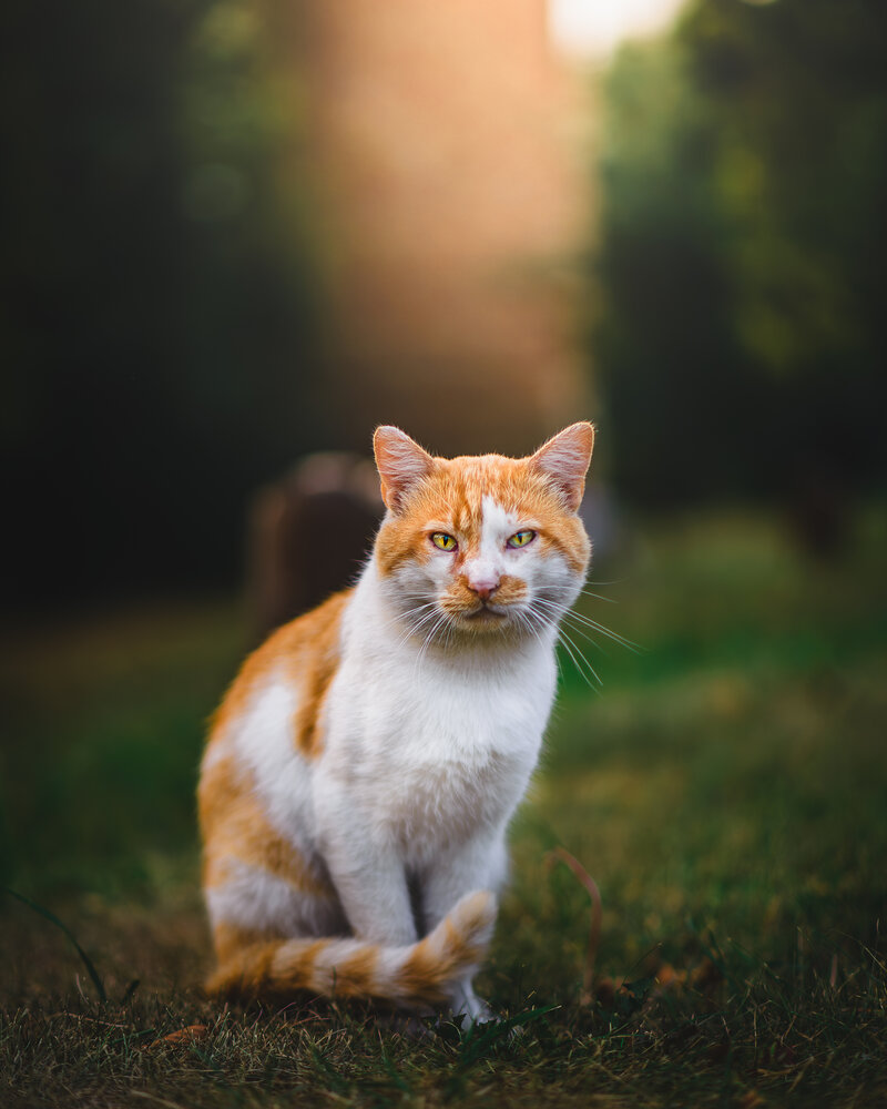 Photograph by Максим Симанчук