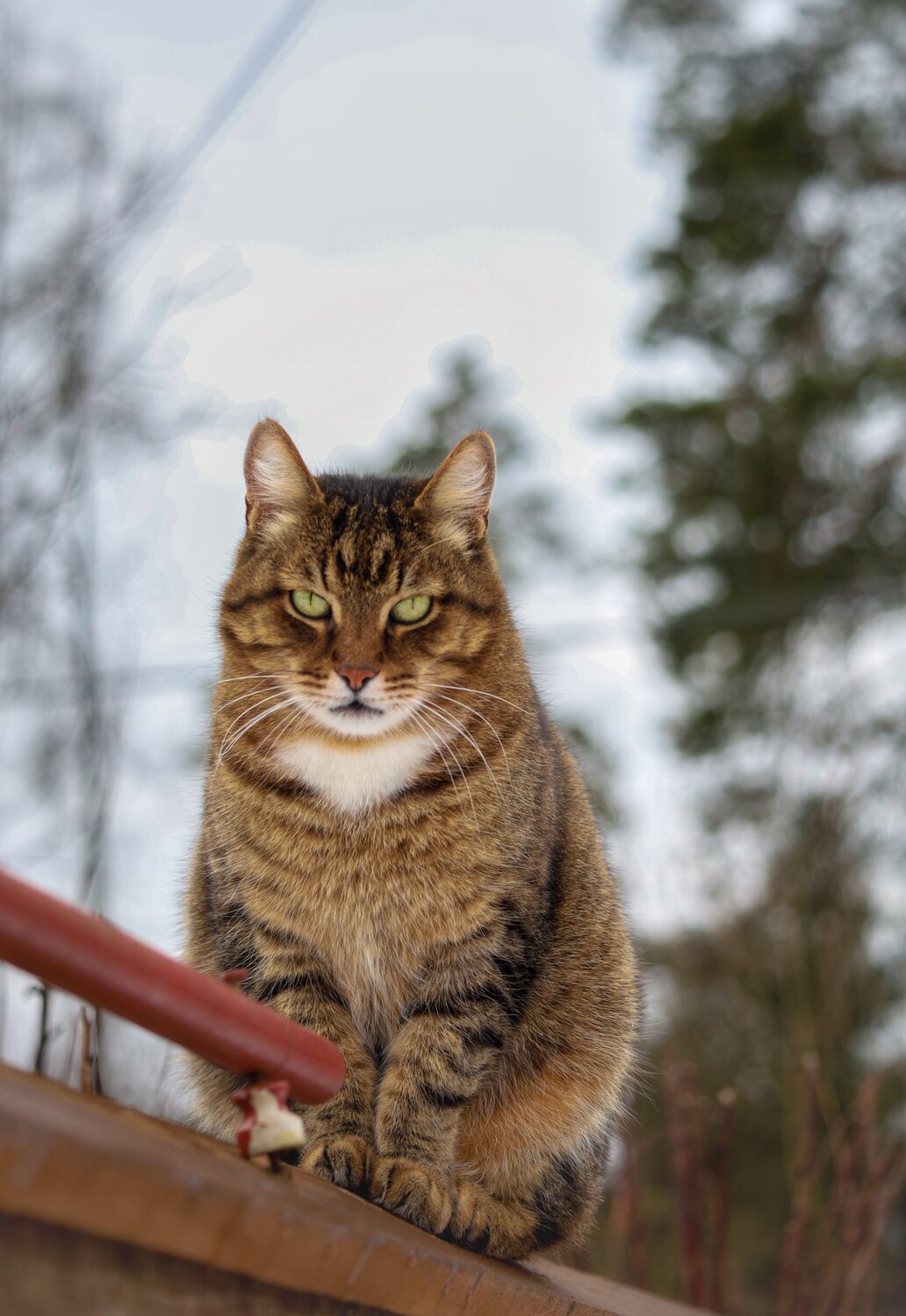 Photo #14032961